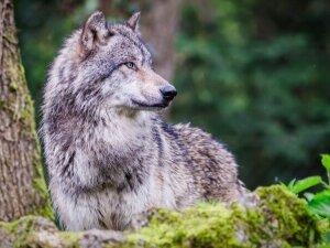 Loup