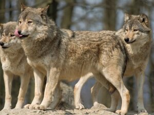 Three hungry wolves on a rock. RAW-file developed with Adobe Lightroom. PLease have a look at my other wolf photos.