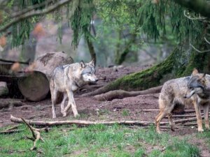 Loup DR