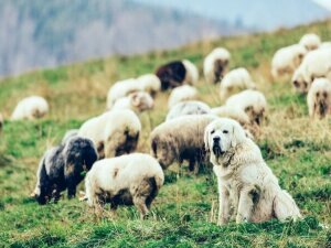 Protection troupeaux