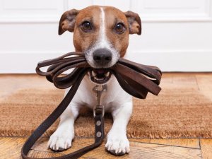 dog with leather leash waiting to go walkies