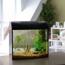aquarium