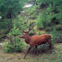 Chasse haute_1 2026