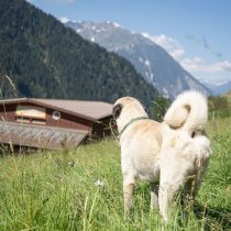chienFR © Photoval - Valérie Pinauda