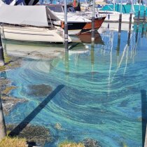 cyano_FR