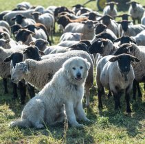 Collombey-Muraz le, 8 nov. 2024 : Claude Lattion, président de l'association des éleveurs ovins et caprins du Valais dans son exploitation. Protection troupeaux de moutons avec un chien. .©Sacha Bittel