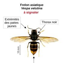 Frelon WEB