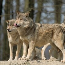 Three hungry wolves on a rock. RAW-file developed with Adobe Lightroom. PLease have a look at my other wolf photos.