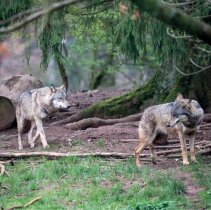 Loup DR