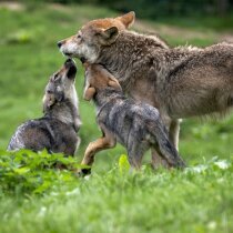 gray wolf with pups