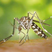 mosquito-49141_1920_small