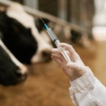 Close-up of vet doctor holding syringe with vaccination and making vaccine to cows on farm